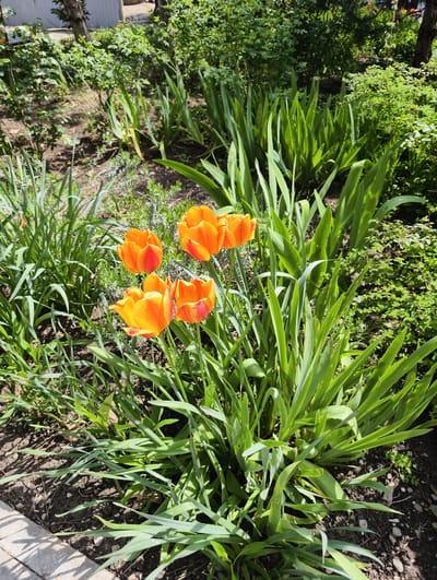This media file captures a vibrant outdoor scene in a garden or flower bed, likely in Kolosisty, Russia. The central focus is a cluster of four bright orange tulips with hints of red on their petals, standing tall amidst abundant green foliage. These tulips are in full bloom, showcasing their characteristic cup shape.

Surrounding the tulips and extending throughout the frame are various types of lush green plants. In the immediate vicinity of the tulips, there are long, sword-like leaves, likely from iris plants, creating a dense green backdrop. Further into the background, other bushes and smaller plants with varying shades of green add depth to the garden. The ground is visible as dark, moist soil, interspersed with small pebbles and some dry leaves.

The lighting indicates a sunny day, with bright sunlight illuminating the plants and flowers, causing some gentle shadows to fall on the ground and within the dense foliage. This suggests a clear and pleasant weather condition, likely in spring when tulips are typically in bloom. A light-colored paving stone or border is partially visible in the bottom-left corner, hinting at a maintained pathway or edge of the garden. No people or animals are visible, and no specific activity is taking place beyond the natural growth of the plants. There is no visible text in the image. The overall impression is one of natural beauty and the freshness of a blooming garden.