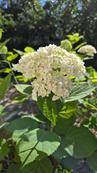This is a close-up, eye-level shot of a white hydrangea blossom in bloom, set against a backdrop of green foliage and a dappled blue sky. The flower head, composed of numerous small, delicate white florets, is the central focus, rendered in sharp detail. The surrounding large, serrated green leaves are also clearly visible, with some catching the sunlight and displaying intricate vein patterns. The background is softened and blurred, showing hints of trees and a sunny sky with bokeh effects, suggesting an outdoor, garden setting. The image appears to have been taken during daylight hours. The location is Мирновское сельское поселение, Ukraine.