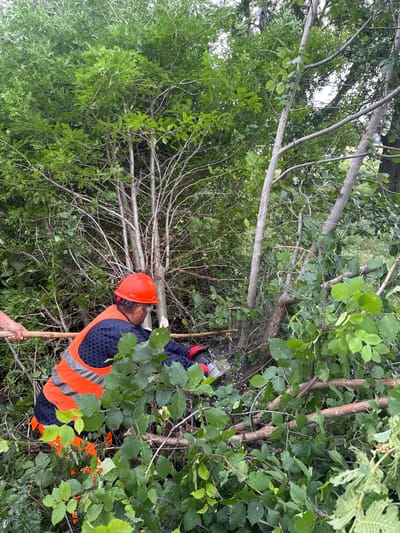 The image shows a person wearing an orange hard hat and a high-visibility vest over a dark blue shirt with a patterned design, engaged in cutting branches with a chainsaw amidst dense foliage. The person is positioned in the center-right of the frame, with their back to the camera. They are also wearing safety glasses and red gloves. The surrounding environment is a dense forest or wooded area with numerous trees and green leaves. Several cut branches are visible on the ground, and sawdust is present near the chainsaw, indicating active cutting. Another person's hand is visible on the left side of the image, holding onto a branch. The scene appears to be in Kvemo Khvedureti, Georgia, as indicated in the prompt.