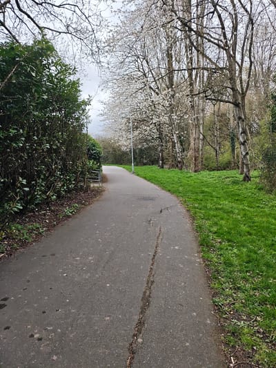 The scene depicts an outdoor paved pathway in Swindon, United Kingdom, under an overcast sky. The dark grey asphalt pathway, displaying minor cracks and scattered organic debris, extends into the distance, curving gently to the left. Along the immediate left edge of the pathway, a dense, dark green evergreen hedge approximately 2 meters high is visible, with accumulated leaf litter at its base. A segment of a low metal barrier or fence is present at the junction where the hedge ends on the left. The right side of the pathway is bordered by a strip of vibrant green grass, beyond which a line of deciduous trees stands. Several of these trees are in full white blossom, while others, including some with light-colored bark, are bare-branched. A tall, slender white streetlamp pole is positioned among the trees on the right, further along the path. No individuals, animals, or active interactions are visible within the frame.