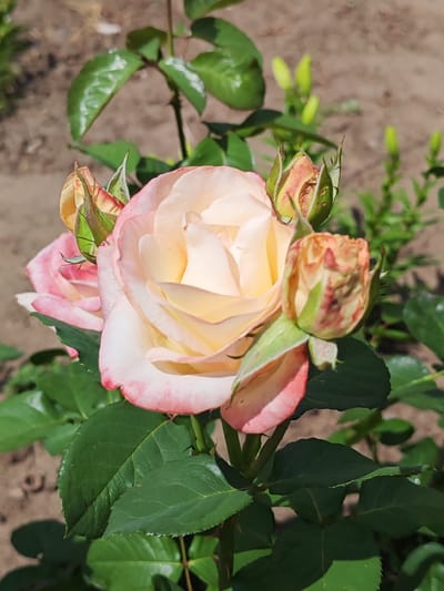 A close-up, eye-level shot captures a blooming peach-colored rose with delicate pink edges, its petals unfurling gently. The rose is surrounded by green leaves and several rosebuds in various stages of development. The background is a soft blur of brown earth and more green foliage, suggesting an outdoor garden setting. The lighting is bright and natural, indicative of a sunny day. The location is identified as Krutinskiy, Russia.