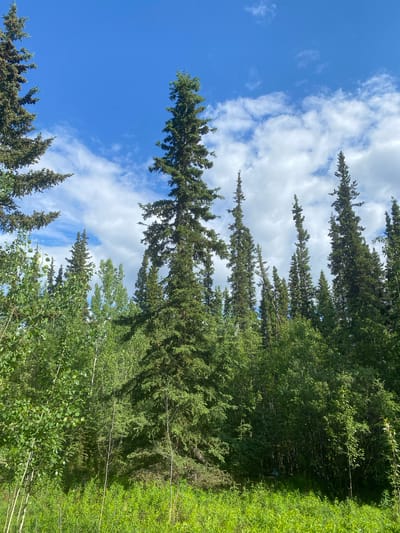 The image depicts a dense forest scene dominated by tall coniferous trees and lush green foliage under a bright blue sky with scattered white clouds. The foreground features a thick carpet of vibrant green grass and smaller vegetation. In the mid-ground and background, a variety of trees, including spruce and possibly aspen, create a layered forest texture. The trees are densely packed, with some taller, slender spruce trees reaching towards the sky. Sunlight filters through the canopy, casting shadows and highlighting the textures of the leaves and needles. The scene appears to be in a natural, undeveloped area. The specific location in Haines Junction, Canada, is not visually evident from the image itself, but it portrays a typical boreal forest environment found in such regions. There are no people or animals visible in the image.