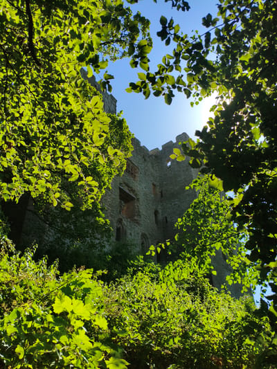The image shows a view upwards through lush green foliage towards a stone castle under a bright blue sky. The castle walls are made of rough-hewn stone blocks, with several arched windows and crenellated battlements visible at the top. The sun is shining brightly, creating lens flare and silhouetting some of the leaves. The foliage in the foreground is dense and vibrant green, with some of the leaves backlit by the sun. The overall impression is one of a slightly overgrown, historic structure bathed in sunlight. This is likely Ludlow Castle in Ludlow, United Kingdom, a well-preserved medieval castle surrounded by gardens and woodlands.