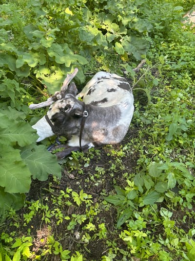 A young reindeer with black and white mottled fur lies curled on the ground amidst dense green foliage. The reindeer wears a dark halter and bridle. Its antlers are short and covered in a fuzzy layer of velvet. The background consists of a variety of leafy plants, some with large, broad leaves, and others with smaller, more delicate foliage. The ground is dark soil with scattered dry leaves and twigs. The scene appears to be in an outdoor, natural setting, likely a park or natural reserve, given the mention of Pavlovsk, Russia.