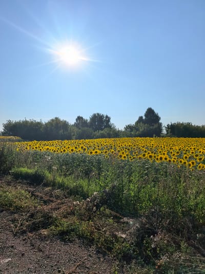 A sun-drenched field of sunflowers stretches towards a line of trees under a clear blue sky. The sun, a bright starburst, is in the upper left quadrant of the image, casting a lens flare and strong light across the scene. The field is densely populated with sunflowers, their yellow petals facing the sun. In the foreground, a rough, gravelly path borders a patch of green grass and dry weeds. The background consists of a dark green line of trees. The image appears to have been taken in Kazadaevka, Russia, during daylight hours. There are no people visible in the image.