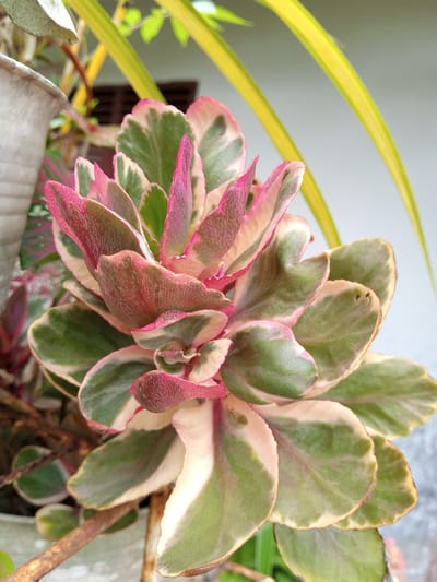 A close-up shows a variegated succulent plant with green, white, and pink-tinged leaves. The plant is likely growing in a pot, partially visible on the left. A few linear yellow leaves are also visible in the background. The location is likely Palohigeuh, Indonesia. The background suggests an outdoor setting.