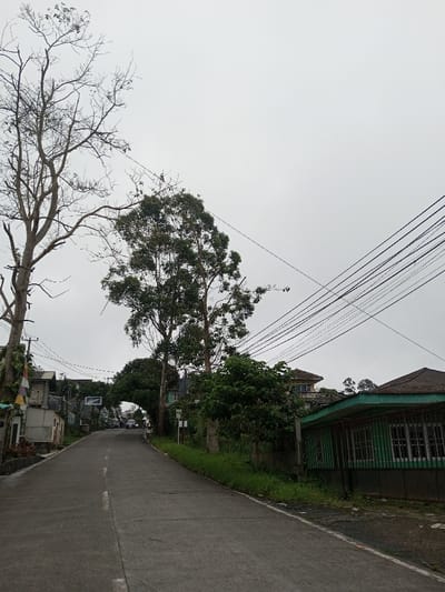 This image depicts a residential street scene in Ambakirano, Madagascar, under an overcast sky. A paved road, likely concrete, with a faded white centerline, curves and slopes uphill towards the background.
On the left side of the foreground, a large, bare deciduous tree with extensive branches extends into the upper left quadrant. Beneath it, a utility pole supports a cluster of overhead power or communication lines that traverse the upper portion of the frame. A light-colored, multi-level concrete structure is partially visible near the roadside on the immediate left, followed by other residential buildings further up the slope.
The right side of the foreground features a single-story building with a distinctive green sloped roof and a green-colored facade or fence. A patch of unkempt grass separates this building from the road. Further along the right, a two-story house with a brown-tiled roof and an exposed balcony is situated amidst green foliage.
In the mid-ground, numerous tall, leafy trees, possibly eucalyptus, flank both sides of the road. Some of these trees form a natural, dense archway over the ascending road. Beyond this archway, several vehicles are visible on the road in the distance. The sky is uniformly light gray, indicating full cloud cover. No individuals are discernible in the scene.
