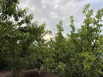 This media file shows an orchard with several trees laden with unripe green fruit. The trees are densely packed with green leaves, obscuring much of the background. In the foreground, the ground appears to be dry earth, with some of the tree trunks whitewashed near the base. The sky above is overcast with a cloudy sky, and the sun is a bright, diffused spot peeking through the clouds, suggesting it is either early morning or late afternoon. The overall impression is one of a thriving garden or farm in a rural setting. Given the location context of Ceadîr-Lunga, Moldova, this scene likely depicts a fruit orchard in the region. There is no visible text in the image. The focus is entirely on the natural elements of the orchard.
