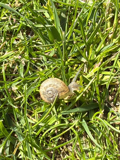 A snail is in the center of the image. It is on green grass. The snail's body is grey and visible extending from the shell. The shell is brown and spiraled. The background is green grass. The location is Kavrakirovo, Bulgaria.