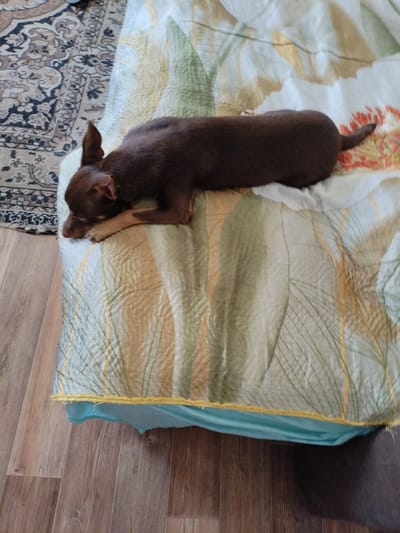 A small brown dog is sleeping on a bed. The dog is lying on its stomach with its head resting on its paws. The bed is covered with a patterned comforter. The room appears to be a bedroom. There is a rug on the floor next to the bed. The dog is positioned on the right side of the frame, with its head facing left. The comforter has a floral pattern in shades of green, yellow, and white. The floor is made of wooden planks. The image was taken from a slightly elevated angle.
