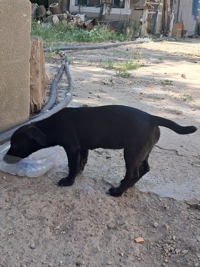 In Chobruchi, Moldova, a black puppy is drinking water from a clear plastic bowl placed on the ground. The puppy is standing on a concrete surface with scattered debris and small rocks. Behind the puppy, two black hoses are visible, running parallel to each other. In the background, a pile of cut logs and various building materials are present, with a building structure visible behind them. Green grass and weeds are scattered throughout the scene. The overall environment appears to be an outdoor, somewhat unkempt area.