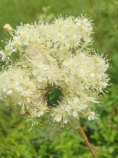 A close-up, vertical, outdoor shot captures a cluster of small, white flowers with numerous delicate stamens. A single, metallic green beetle is positioned in the center of the flower cluster. The background is softly blurred green foliage. The scene is likely located in or near Smorodinka, Russia, given the natural setting. No people or structures are visible.