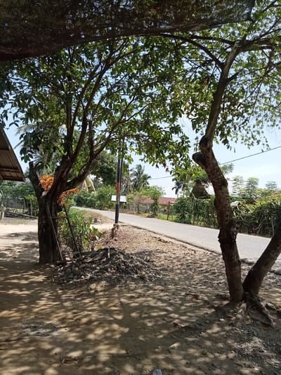 This is an outdoor, eye-level, medium shot of a tree-lined road in Matangsijuek Timur, Indonesia, on a sunny day. The foreground is dominated by two trees with rough bark and a canopy of green leaves that casts dappled shadows on the sandy ground. A pile of stones and some gardening tools, including a shovel, are situated near the base of the left tree. To the left of the trees, a section of a metal-roofed structure, possibly a shed or building, is visible.

The road, paved with asphalt, curves gently into the distance and is bordered by a gravel shoulder. On the right side of the road, a black and orange pole stands vertically. The mid-ground features various types of vegetation, including palm trees, bushes, and other leafy plants, interspersed with houses with metal roofs. The background is a clear blue sky. The overall scene depicts a rural or semi-rural setting with natural elements and simple human infrastructure.