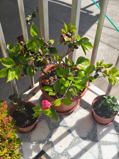 The image shows a collection of potted plants on a balcony in Moaña, Spain. The balcony has a white railing. The floor is covered in marble tiles. There are four pots. One large pot contains a camellia plant, with one pink bloom visible. There are also many brown camellia buds. There are also three smaller pots with other types of plants. Sunlight casts shadows across the balcony floor.