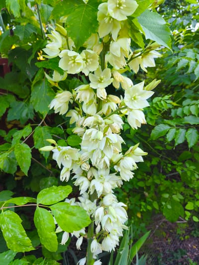 This is a close-up, eye-level, outdoor, vertical photograph of a flowering yucca plant. The plant is in full bloom, with a long stalk covered in clusters of white, bell-shaped flowers with pointed petals. The flowers are delicate and appear to be recently opened. The background is filled with lush green foliage, suggesting a garden or natural setting. There is a hint of a wooden fence in the upper left corner. The lighting is soft, indicating it might be early morning or late afternoon. The scene is peaceful and natural, with no people or animals visible. The location is likely Korenovsk, Russia, based on the provided context.