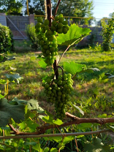 This media file depicts a close-up view of unripe green grapes hanging from a vine in an outdoor setting. The grapes are clustered together and appear to be smooth and round. Several large, green grape leaves are also visible, some with serrated edges. The vine itself is brown and woody, with smaller branches and tendrils. The background is a blur of green grass and foliage, suggesting a garden or vineyard. In the distance, a fence and some trees are faintly visible. The lighting indicates it is daytime, with the sun casting a warm glow on the scene, creating highlights on the leaves and grapes. The overall impression is one of a natural, agricultural environment. There is no visible text in the image. The location context provided is Belbulak, Kazakhstan.