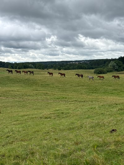 The image depicts a landscape scene in Bendoriai, Lithuania. A herd of horses is present in a grassy field. The horses are spread out across the field, with some walking and others grazing. The background consists of trees and a cloudy sky. The terrain appears to be gently rolling hills. The lighting suggests it is daytime, likely overcast.