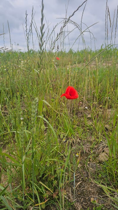 A field of green grass and wildflowers is pictured under a cloudy sky. A single vibrant red poppy stands out in the center of the frame, its delicate petals slightly curled and dotted with black seeds. Several green seed pods hang from thin stalks around the poppy. In the foreground, a stalk of wheat with developing grains is prominent. The ground is a mix of dirt and scattered small stones. The scene appears to be a natural, uncultivated area.