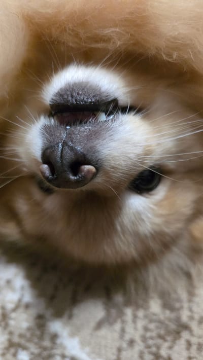 This is a close-up, low-angle, vertical shot of a dog's face. The dog appears to be a Pomeranian or similar breed with light brown and white fur. The focus is on the dog's snout, mouth, and one eye. The snout is dark and wet, with visible nostrils. The mouth is slightly open, revealing small, white teeth. The dog's eye is dark and beady, with a hint of surrounding fur. The fur is long and fluffy, with some strands appearing wispy and out of focus, suggesting movement or a shallow depth of field. The background is blurry and composed of the dog's own fur and possibly a soft surface. There is no identifiable environment beyond the dog itself, and therefore no information about the location in Верхнеказымский, Russia can be inferred from the image.