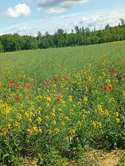 The image depicts a vibrant agricultural landscape on a sunny day, likely in Leičiai, Lithuania. A vast field of green crops, possibly rapeseed, dominates the scene, with a scattering of bright red poppies and smaller yellow flowers interspersed throughout. The field stretches towards a dense line of lush green trees that form the horizon. Above, a bright blue sky is adorned with fluffy white clouds. The foreground shows a patch of dry, brown earth with some weeds and grasses. No people or animals are visible in the frame.