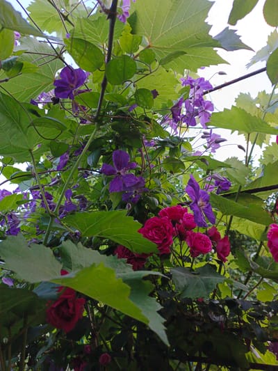 The media file captures a close-up, low-angle view of lush greenery and vibrant flowers, likely in a garden setting in Marynivka, Ukraine. The dominant subjects are the leaves and flowers of two distinct plants: clematis and roses.
The clematis, with its delicate, star-shaped purple petals, is abundant and weaves through the scene. Several blooms are clearly visible, some fully open and others in bud. The leaves of the clematis plant are partially obscured by larger leaves from another plant, possibly grapevines, which have broad, lobed green foliage with visible vein patterns.
Interspersed with the purple clematis are clusters of deep pink to magenta roses. These roses appear to be in various stages of bloom, from tightly budded to fully open, showing their layered petals. The roses are clustered lower in the frame, contrasting with the higher placement of the clematis.
The scene is bathed in natural light, suggesting it was captured during the daytime, likely with soft, diffused light, hinting at an overcast sky or shade from surrounding trees. The overall impression is one of a thriving, overgrown garden, evoking a sense of natural beauty and abundance. There are no people or man-made objects immediately visible, placing the focus squarely on the botanical elements. The weather appears calm, with no indication of wind or rain. No text is visible in the media file.