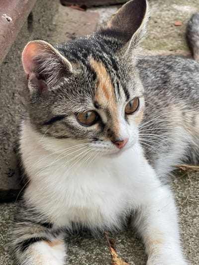 A close-up, overhead shot captures a calico kitten lying on a rough, grey surface, possibly concrete or stone. The kitten's fur is a mix of grey tabby stripes, white, and patches of orange-brown. Its head is tilted, and it looks upwards with wide, alert amber eyes. Long, white whiskers fan out from its muzzle, and its small pink nose is visible. One of its ears is clearly visible, showing soft fur inside and the delicate pink of its ear canal. The kitten's body stretches out, with its white chest and belly prominent. The background is a textured grey surface with some hints of organic debris, like dried leaves and twigs, suggesting an outdoor or semi-outdoor setting. The lighting appears soft, suggesting it might be daytime with diffused light, perhaps overcast or in shade. There is no visible text.