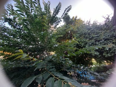 The image depicts a lush outdoor scene, dominated by various green trees and foliage. The perspective is low, looking upwards towards the sky, with branches and leaves filling most of the frame. Sunlight filters through the leaves, creating dappled patterns and highlighting the vibrant green of the vegetation. In the background, more trees are visible, some appearing denser and darker, while others are lighter and catch the sun. The sky is a pale blue, suggesting it is either early morning or late afternoon. There are no people or distinct objects visible, other than the natural elements of trees and sky. The scene appears to be in a natural or garden setting. There is no visible text. The overall impression is one of natural beauty and tranquility, with a warm, late-day glow. The location context of Keles, Uzbekistan, suggests a possibly arid or semi-arid climate, which might be implied by the density of the foliage in contrast to the surrounding environment, though this is not explicitly visible.