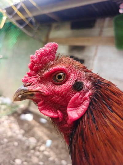 A close-up, profile shot captures the head of a rooster. The rooster's head is predominantly red, with a prominent comb atop its head and wattles hanging below its beak. Its eye is visible and appears to be light brown with dark pupils. The beak is greyish and pointed. Feathers around its neck and chest are a mix of dark brown and reddish-brown. The background is blurred, suggesting an outdoor environment with elements of a wooden structure and possibly some greenery. The scene appears to be located in the city of Meuliek, Indonesia.