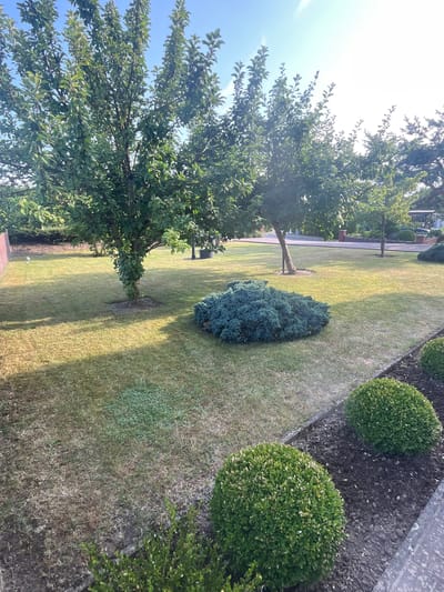 This is a landscape photograph taken outdoors in Neustadt, Germany. The scene depicts a well-maintained garden with a focus on greenery and landscaping. In the foreground, there is a large tree with lush green leaves, casting shadows on the lawn. To the right, a manicured flowerbed contains several spherical bushes, possibly boxwood, planted in dark soil. Beyond these, a paved walkway or edge separates the garden bed from the lawn. The lawn itself is a mix of green and dry grass, suggesting varying conditions or a recent dry spell. A smaller, dense, blue-green bush is situated in the middle of the lawn. In the background, a street or driveway is visible with trees lining it, and a building or fence can be partially seen. The sky is a bright blue with some sunlight filtering through the tree branches, indicating it is daytime, likely morning or afternoon, with fair weather. There is no visible text in the image. The overall impression is one of a peaceful, suburban garden setting.