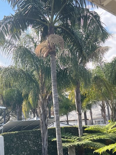 The image shows a cluster of palm trees, some with mature fronds and others showing signs of drying and decay at the top. In the background, a modern house with a tiled roof and solar panels is visible, partially obscured by the palm trees and lush green foliage, including large ferns in the foreground. The scene is set in a suburban environment, likely a garden or yard, with a neatly trimmed hedge lining the property. The sky above is blue with scattered clouds, indicating daytime. The overall impression is one of a well-maintained outdoor space, possibly in a warm climate. There are no people or animals visible in the image. The setting suggests a location in Pretoria, South Africa, known for its abundance of trees and suburban homes with gardens.