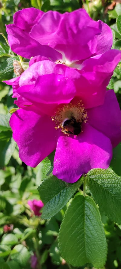 A close-up, vertical shot captures a plump bumblebee nestled within the vibrant magenta petals of a rose. The bee, with its characteristic fuzzy black and yellow stripes, is positioned centrally, facing away from the camera and into the flower's stamen. The rose petals are delicate and slightly cupped, with visible veins and subtle light reflections. In the background, out-of-focus green foliage and hints of other pink flowers create a soft, natural backdrop. The lighting suggests a bright, sunny day, casting shadows on some petals and highlighting the textures of the leaves. The overall scene is one of natural beauty and activity in what appears to be a garden setting in the city of Rosinka, Russia.