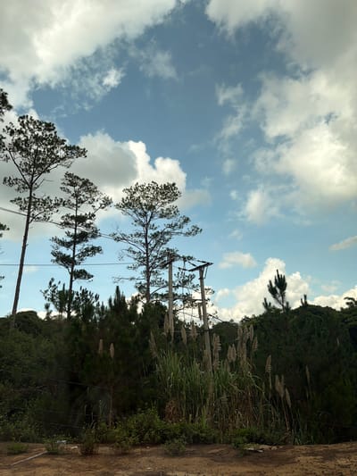 The image captures a serene outdoor landscape, predominantly featuring a vast blue sky dotted with scattered white clouds. Several tall, slender pine trees, with dark green needle-like foliage, stand prominently, reaching towards the sky. Some electrical wires are visible, extending across the frame and connecting to a utility pole partially obscured by tree branches.

On the right side of the image, a lush green hillside rises, densely covered with various trees and undergrowth. In the mid-to-foreground on the right, a patch of tall, reedy grass with distinctive feathery, light-colored plumes adds texture to the scene. The extreme right edge of the frame shows a rough, textured surface, possibly a dirt embankment or a concrete wall.

The scene takes place during the daytime under bright, clear conditions, suggesting fair weather. There are no people or specific activities depicted. The natural setting, featuring pine trees and dense vegetation, aligns with the provided location context of Măng Đen, Vietnam. No visible text is present in the image.
