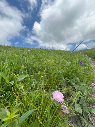 The image depicts a grassy hillside under a partially cloudy sky. The foreground is dominated by lush green grass and various wildflowers, including pink and purple blossoms. A narrow dirt path is visible on the right side of the frame, winding up the slope. The sky is a mix of blue and white clouds. The scene appears to be a natural landscape, possibly a meadow or a mountain slope. There are no people or animals visible in the image, nor any structures that would indicate a specific location within Belorechenskii, Russia. The perspective is low, suggesting the photo was taken from ground level.