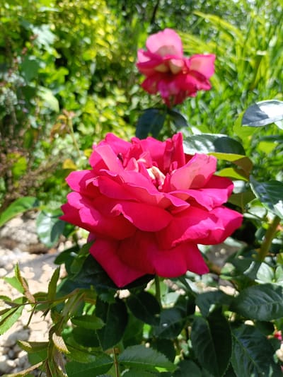 A vibrant pink rose in the foreground is the focal point of this outdoor scene. Its petals are richly colored and textured, with some appearing lighter due to the sunlight. The rose is surrounded by dark green foliage, some of which is in sharp focus while other parts are blurred. In the background, another pink rose is visible, also out of focus, as well as lush green vegetation and hints of light-colored gravel or stones. The lighting suggests it is daytime, with bright sunlight casting shadows. The image is a close-up shot of a garden, likely in Elizavetino, Russia, given the context provided, emphasizing the beauty of the rose and its natural surroundings. There are no people or animals in the frame.