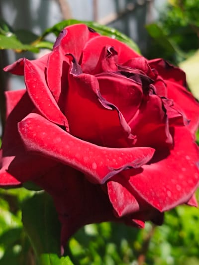 A close-up, outdoor photograph captured in Терновский округ, Ukraine, depicts a single, mature dark red rose under bright sunlight. The rose exhibits signs of senescence, with its outer and inner petals displaying prominent dark purple-brown discoloration and desiccation along their edges and in the central core. Numerous small, light-colored, irregular spots are visible on the surfaces of the red petals. Direct sunlight illuminates the upper left portion of the rose, casting deep shadows into the petal folds and on the lower right side of the flower. The background is composed of out-of-focus green foliage, with a highly blurred, lighter background element visible in the upper left. No human figures or discernible actions are present.