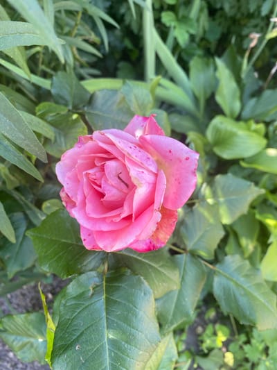 A close-up, overhead shot focuses on a vibrant pink rose in bloom, nestled amongst lush green foliage in the village of Liutizh, Ukraine. The rose, with its ruffled petals, exhibits subtle red speckling on its surface and a slight curl inward at its center. A slender, dark brown worm is visible on one of the rose petals, partially obscured. The surrounding leaves are broad and green, some with a slightly waxy sheen, creating a dense backdrop for the prominent flower. The ground beneath the foliage is visible in patches, appearing as dark soil interspersed with small, lighter green plants. The overall impression is one of a natural garden setting, possibly a private backyard or a public green space, captured in the natural light of day.