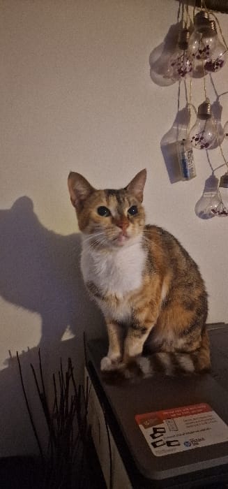 This image captures an indoor setting in the city of Blaye, France. A domestic cat, featuring a calico or tortoiseshell coat of orange-brown, dark brown, and white markings, is positioned centrally, sitting upright on a dark grey electronic device identified by an "HP" brand sticker as likely a printer or scanner. The cat's chest and chin are distinctly white, and its gaze is directed towards the right of the frame, with dilated pupils. The background consists of a light-colored wall. On the upper right, a string of decorative lights hangs vertically, composed of clear, traditional bulb-shaped covers each containing dried reddish-purple floral material. To the wall's left, prominent shadows are cast by unseen objects and the hanging lights, including a distinct profile-like shadow. In the lower left quadrant, a cluster of dark, thin, vertical objects, possibly decorative reeds, are partially visible. The scene is illuminated by an off-camera light source from the upper right, producing sharp shadows.
