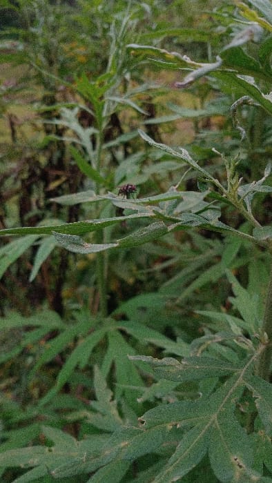 The scene, located in Gesima ward, Kenya, displays dense green foliage. A small, dark-bodied insect, exhibiting iridescent reddish-purple segments, is stationary on the upper surface of a serrated green leaf positioned in the upper-middle of the vertical frame. Surrounding this central subject are multiple green plant leaves of various shapes and shades, some showing minor surface irregularities or damage. The background consists of out-of-focus green vegetation. No human subjects or artificial structures are visible.