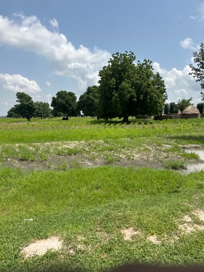 The image depicts a grassy field with a muddy path running through it. Several trees are visible, with lush green foliage. In the background, there are traditional thatched-roof huts, suggesting a rural village setting. The sky is partly cloudy, with patches of blue. The overall impression is of a bright, sunny day in a natural landscape. The image is oriented vertically, suggesting it was taken with a phone camera. There is no visible text in the image.