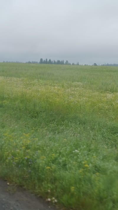 This is a vertical, medium-shot, eye-level, outdoor, candid photograph of a green field on a cloudy day. The field appears to be filled with grass and wild flowers. In the distance, a line of trees forms a dark silhouette against the hazy sky. The lower portion of the image shows a dark, dirt road. The image appears to have been taken from a moving vehicle. The location in the city of Buranovo, Russia is not discernible from the image.