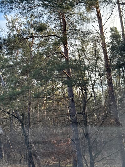 This image, captured in Plyuty, Ukraine, displays a dense forest scene, likely of pine or similar conifer trees. When viewed in standard landscape orientation (rotated 90 degrees counter-clockwise from the provided file), the lower half of the frame features a clearer view of numerous tall tree trunks and branches laden with green needles, set against a bright, possibly overcast, sky visible through the canopy.

The upper half of the image presents a more complex and partially obscured view. This section is dominated by a dense, intricate network of dark, bare branches and tree trunks. There is a strong visual indication of a reflection or layering effect, suggesting the photo was taken through a window, possibly a vehicle's, which superimposes a secondary, less distinct image over the primary forest view. This creates a somewhat hazy and patterned appearance, particularly towards the right (upper) edge of the frame, where more parallel lines and indistinct shapes are visible amidst the tree forms.

No specific activity or event is taking place. The scene depicts a static natural environment during daytime, under diffuse lighting conditions. There are no people, explicit objects other than trees, or visible text. The overall impression is one of a dense, natural woodland with a photographic artifact creating a unique visual texture.
