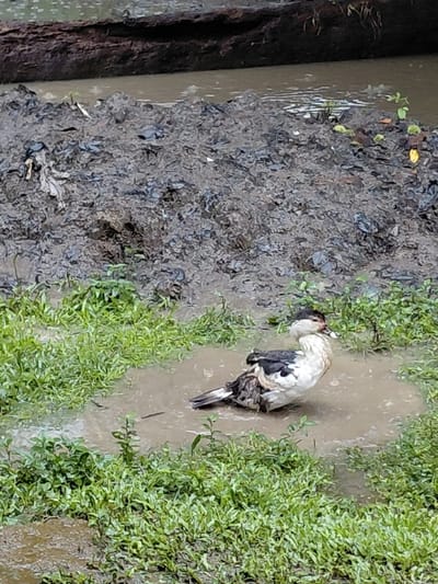 A Muscovy duck stands in muddy water near lush green vegetation. The duck's plumage is predominantly white with dark accents on its back and tail. The area surrounding the duck features damp earth and a brown, wooden structure. The vegetation is vibrant, contrasting with the muddy environment.