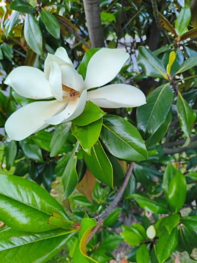 A close-up shot of a white magnolia flower is prominently displayed against a backdrop of lush green leaves and branches. The flower, with its delicate, curved petals, is in full bloom, revealing a hint of its stamen at the center. The surrounding foliage is dense and vibrant, with some leaves showing a slight sheen. The overall impression is one of natural beauty and tranquility. The image does not depict any people, actions, or interactions. The location in the city of Agoy, Russia, is not visible in the image.