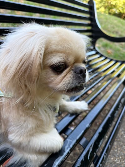 A close-up, eye-level, outdoor, medium shot captures a small, fluffy, light-colored dog sitting on a black slatted park bench. The dog, facing right and looking slightly away from the camera, has dark brown eyes, a dark nose, and whiskers. Its fur is long and somewhat disheveled, particularly around its face and ears. The dog is wearing a light-colored collar. The park bench is made of black metal with yellow-painted slats underneath. The background is blurred, showing green grass and trees, indicative of a park or outdoor area. The scene is set during daylight. The image does not provide any specific location details within Southend-on-Sea, United Kingdom.