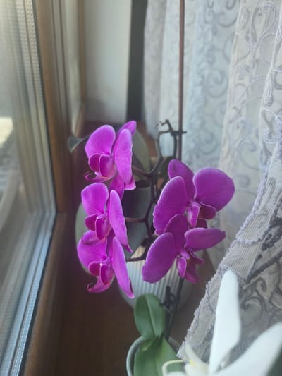 A close-up shot captures a cluster of vibrant purple orchids positioned in a window. The orchids are in full bloom, their petals exhibiting a smooth, velvety texture and intense color. Behind the orchids, a semi-transparent white curtain with a subtle pattern is visible. The windowsill below the orchids appears to be made of wood and is partially illuminated by natural light. Adjacent to the purple orchids, a glimpse of a white orchid and green leaves is present. The photograph does not provide information to confirm or deny the location being in Guildford, United Kingdom.