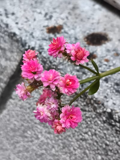A close-up, slightly overhead shot features a cluster of small, vibrant pink flowers with layered petals. The flowers are attached to a slender green stem that extends diagonally across the frame from the right. The background is a textured, grayish surface that appears to be concrete or stone, with some darker, irregular patches scattered across it. The focus is sharp on the flowers, while the background is softly blurred, creating a shallow depth of field. The scene is devoid of any people, actions, or interactions, presenting a still-life botanical subject. The image does not contain any information that would allow for its location to be identified as Marinka, Bulgaria.