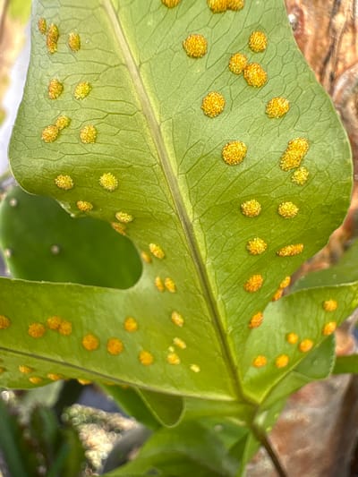 The image is a close-up, eye-level, outdoor shot of a green fern leaf. The leaf is textured with visible veins and covered with clusters of small, round, orange-yellow spore-producing structures, called sori. Some sori are isolated, while others are grouped together. The background is blurred and appears to be composed of other green foliage and possibly tree bark. The lighting is natural, casting soft shadows. The specific location in Carrizal, Venezuela is not identifiable from the visual information presented in the image.