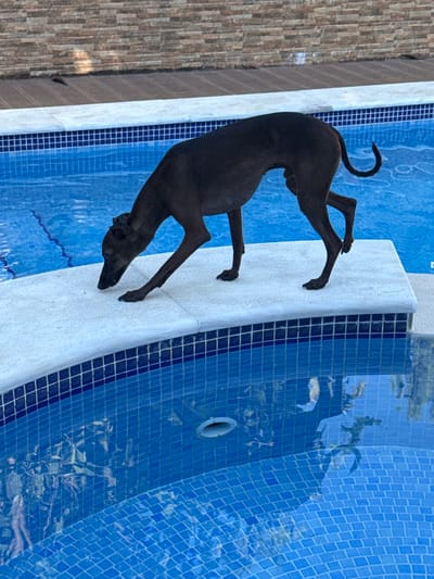 A dark-colored dog with a slender build and long legs is positioned on the edge of a bright blue tiled swimming pool. The dog is reaching its head down towards the water, appearing to be drinking or investigating it. The pool edge is made of white tile with a dark blue tiled border. In the background, there is a wooden deck and a wall constructed of stacked, horizontal stones. The lighting suggests it is daytime. The overall setting suggests a residential outdoor area.
