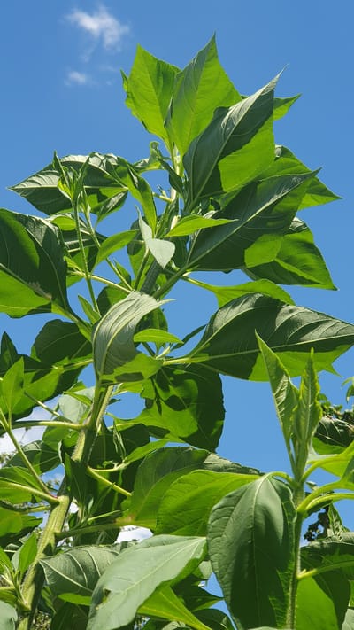 This is a low-angle, close-up photograph of the upper portion of a tall, leafy green plant, likely a sunflower or a similar plant, against a bright blue sky with scattered white clouds. The plant has large, ovate leaves with prominent veins and serrated edges. The stems are thick and covered in fine hairs. The leaves are predominantly green, with some areas of shadow indicating sunlight. The photograph appears to have been taken outdoors during the daytime. Without further information, the specific location in Ust-Labinsk, Russia cannot be determined from the image itself, as it only depicts flora and the sky. There are no people or man-made structures visible in the frame.