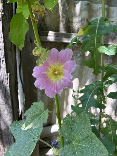 A single, open, pink hollyhock flower with yellow and white stamens is in bloom, positioned centrally in the frame. The flower has five delicate, crinkled petals with darker pink veins radiating from the center. The plant stem is green and fuzzy, with several developing seed pods visible above the bloom. Large, green, lobed leaves with serrated edges surround the flower, some showing signs of damage or insect activity. In the background, a weathered wooden fence runs vertically along the left side of the image, and a corrugated, weathered material, possibly siding or roofing, is visible behind the plant. The lighting suggests it is daytime, with shadows casting across the scene. This image was taken outdoors, in what appears to be a backyard or garden setting, in the city of Zhirnov, Russia.